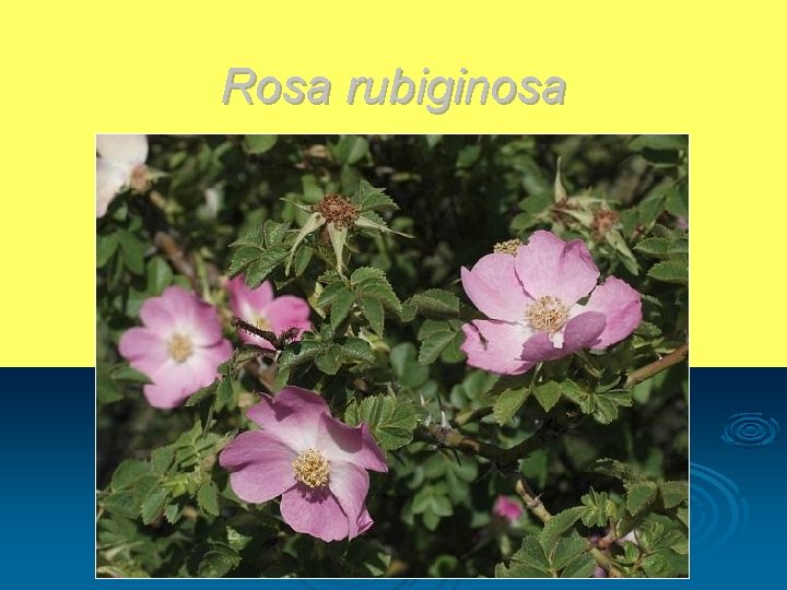 Rosa rubiginosa 