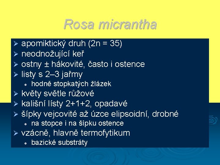 Rosa micrantha Ø Ø apomiktický druh (2 n = 35) neodnožující keř ostny ±