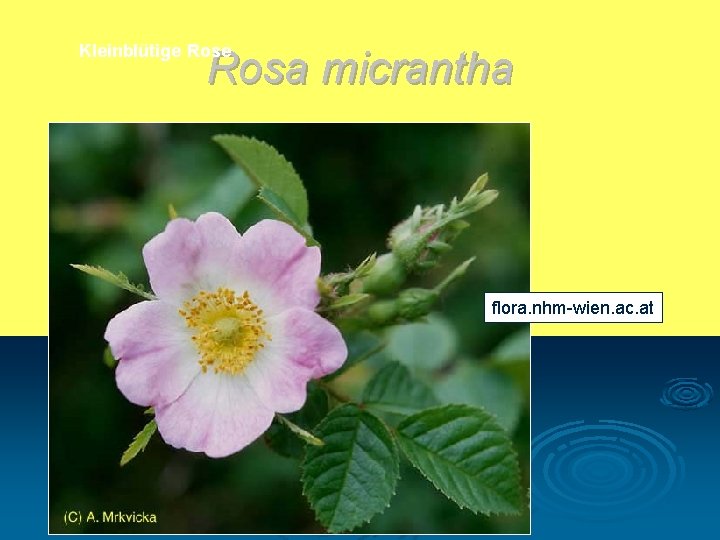 Kleinblütige Rosa micrantha flora. nhm-wien. ac. at 