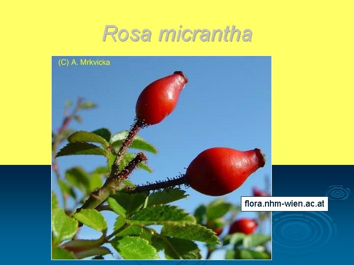 Rosa micrantha flora. nhm-wien. ac. at 