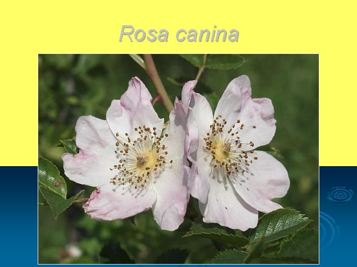 Rosa canina 