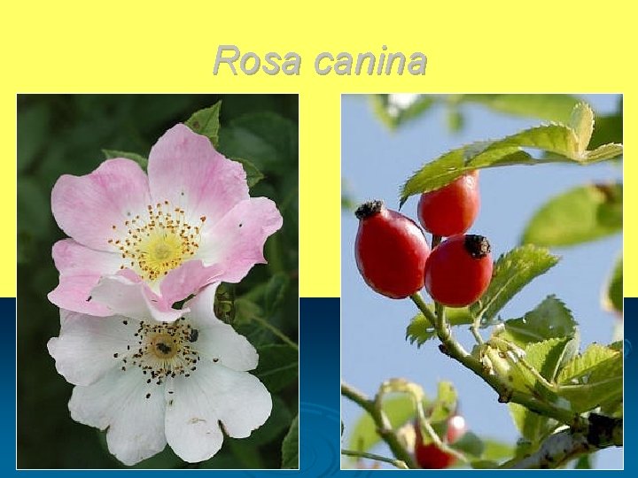 Rosa canina 