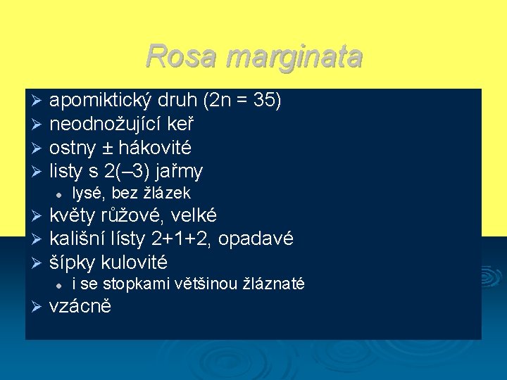 Rosa marginata Ø Ø apomiktický druh (2 n = 35) neodnožující keř ostny ±