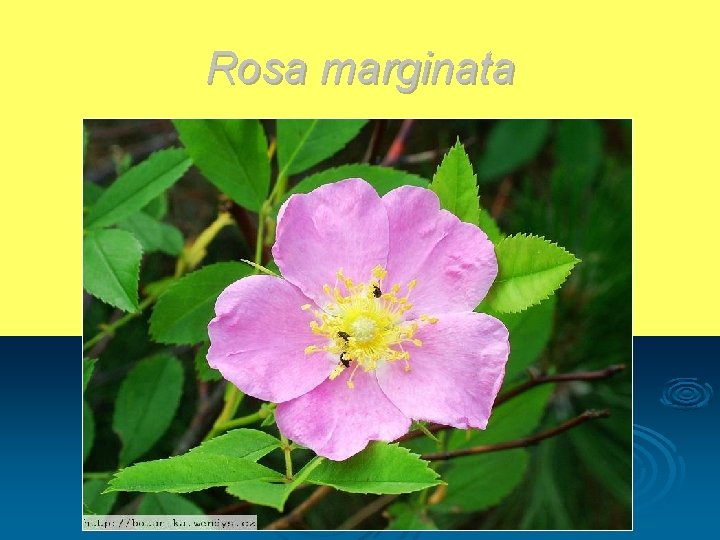 Rosa marginata 