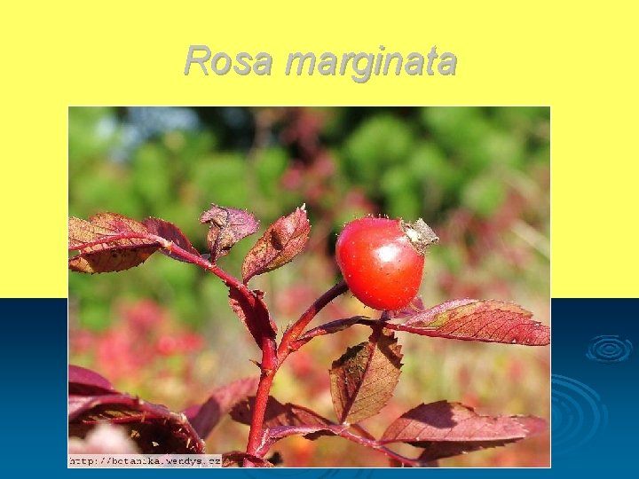 Rosa marginata 