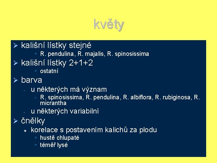 květy Ø kališní lístky stejné • R. pendulina, R. majalis, R. spinosissima Ø kališní