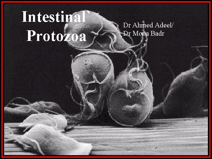 Intestinal` Protozoa Dr Ahmed Adeel/ Dr Mona Badr 