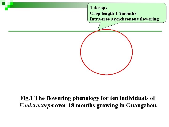 1 -4 crops Crop length 1 -2 months Intra-tree asynchronous flowering Fig. 1 The 1 -4 crops Crop length 1 -2 months Intra-tree asynchronous flowering Fig. 1 The