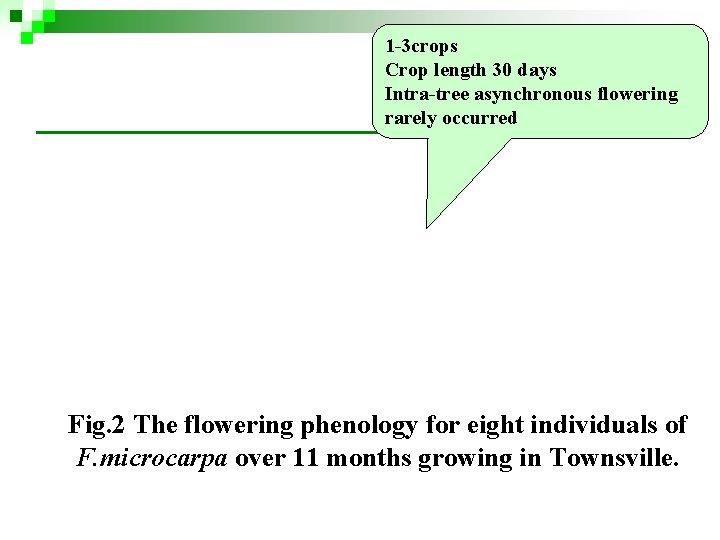 1 -3 crops Crop length 30 days Intra-tree asynchronous flowering rarely occurred Fig. 2 1 -3 crops Crop length 30 days Intra-tree asynchronous flowering rarely occurred Fig. 2