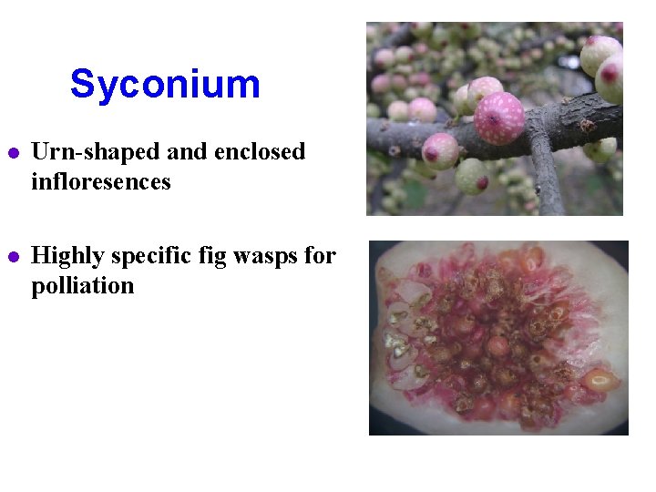 Syconium l Urn-shaped and enclosed infloresences l Highly specific fig wasps for polliation Syconium l Urn-shaped and enclosed infloresences l Highly specific fig wasps for polliation
