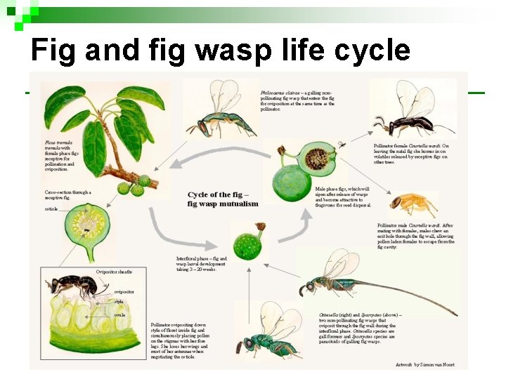 Fig and fig wasp life cycle Fig and fig wasp life cycle