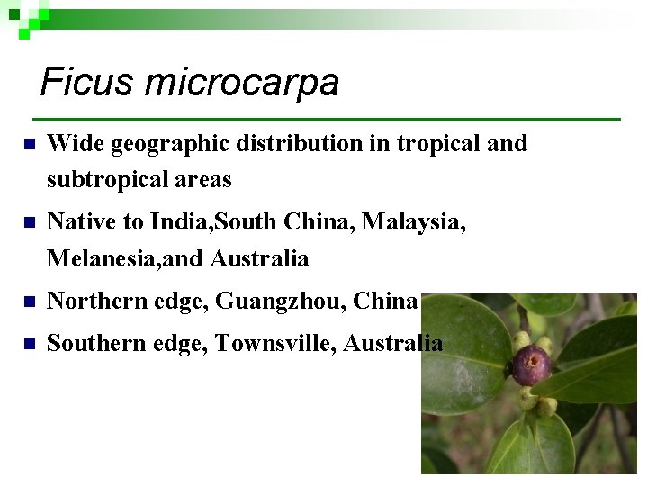 Ficus microcarpa n Wide geographic distribution in tropical and subtropical areas n Native to Ficus microcarpa n Wide geographic distribution in tropical and subtropical areas n Native to