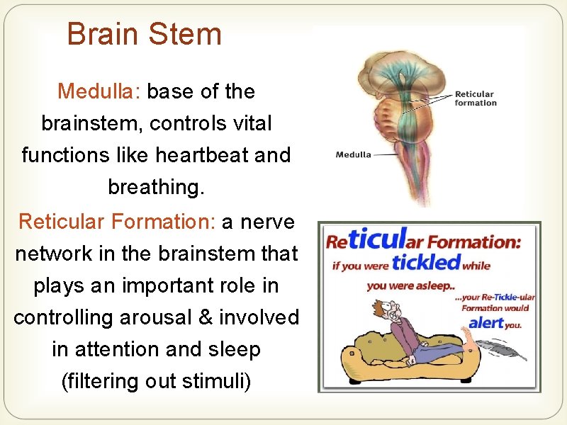 Brain Stem Medulla: base of the brainstem, controls vital functions like heartbeat and breathing.