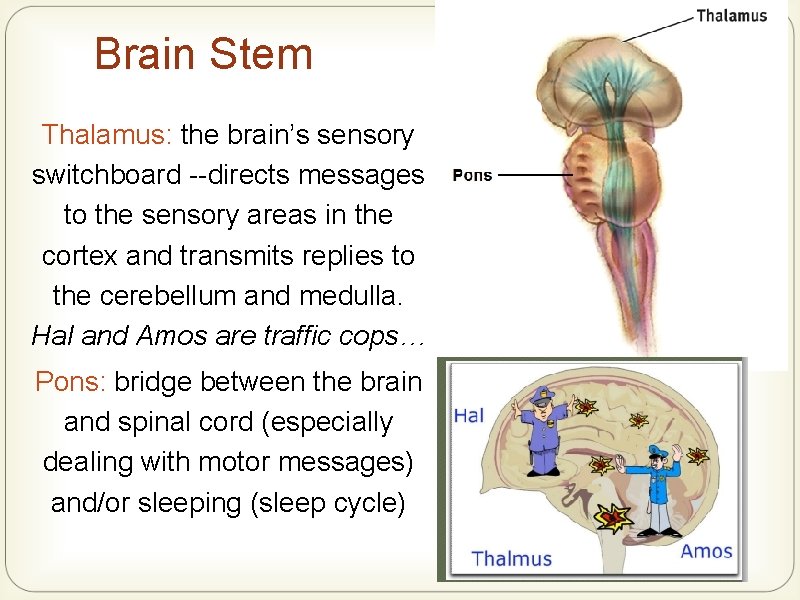 Brain Stem Thalamus: the brain’s sensory switchboard --directs messages to the sensory areas in