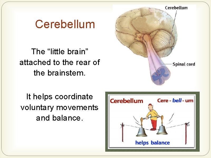 Cerebellum The “little brain” attached to the rear of the brainstem. It helps coordinate