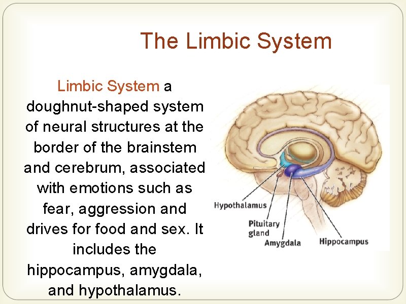 The Limbic System a doughnut-shaped system of neural structures at the border of the