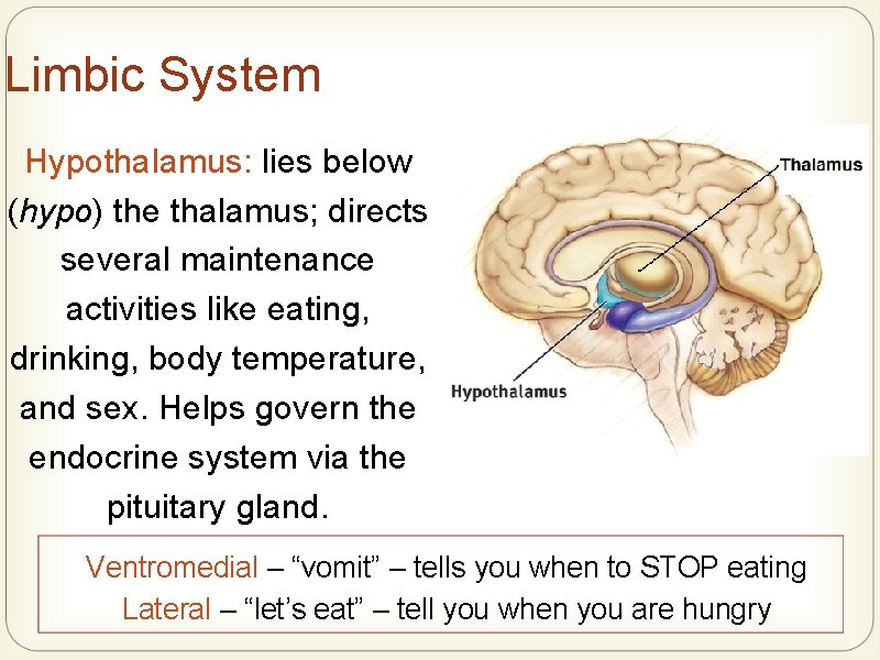 Limbic System Hypothalamus: lies below (hypo) the thalamus; directs several maintenance activities like eating,