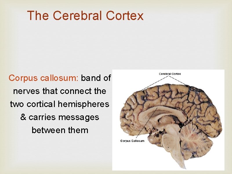 The Cerebral Cortex Corpus callosum: band of nerves that connect the two cortical hemispheres
