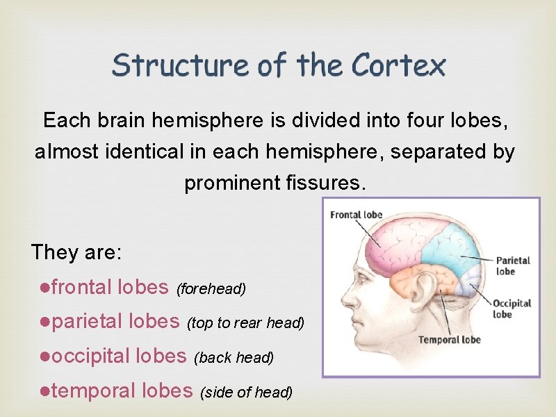 Each brain hemisphere is divided into four lobes, almost identical in each hemisphere, separated