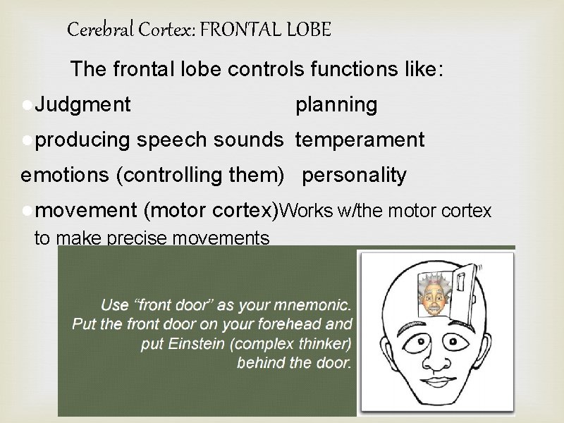 Cerebral Cortex: FRONTAL LOBE The frontal lobe controls functions like: ●Judgment planning ●producing speech