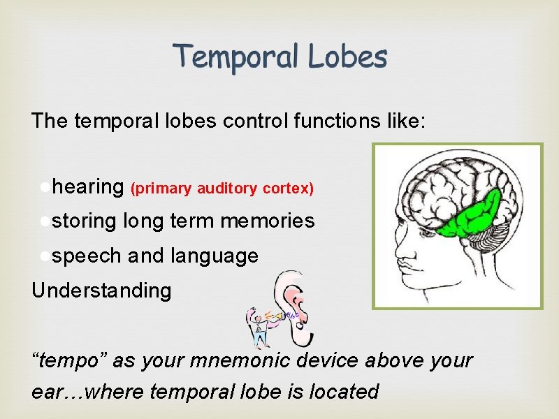 The temporal lobes control functions like: ●hearing (primary auditory cortex) ●storing long term memories