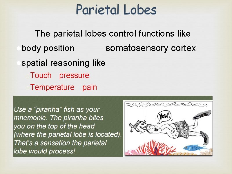 The parietal lobes control functions like somatosensory cortex ●body position ●spatial reasoning like o