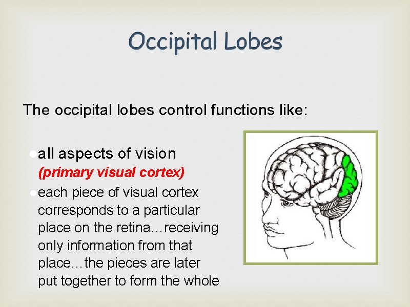 The occipital lobes control functions like: ●all aspects of vision (primary visual cortex) ●
