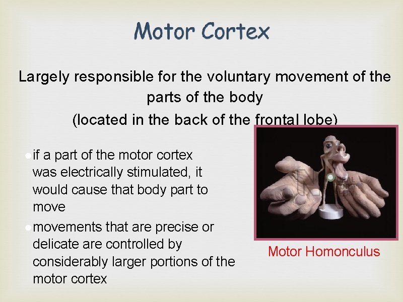 Largely responsible for the voluntary movement of the parts of the body (located in