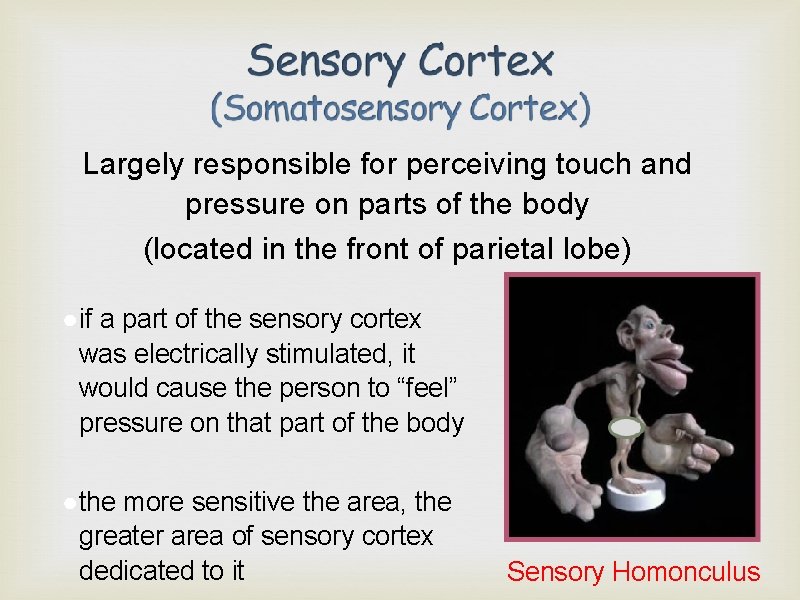 Largely responsible for perceiving touch and pressure on parts of the body (located in