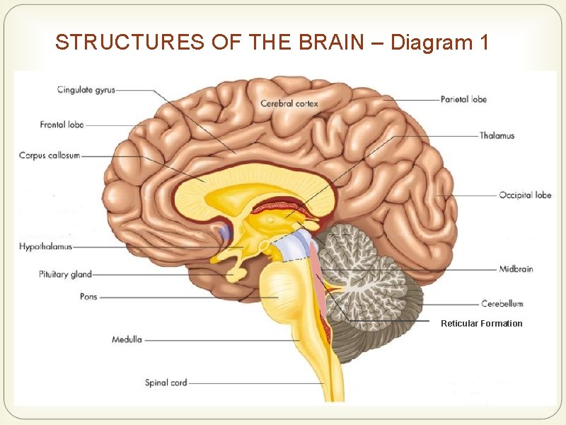 STRUCTURES OF THE BRAIN – Diagram 1 Reticular Formation 