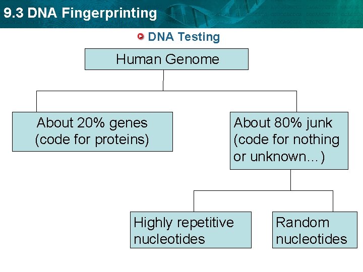 9. 3 DNA Fingerprinting DNA Testing Human Genome About 20% genes (code for proteins)