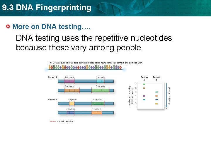 9. 3 DNA Fingerprinting More on DNA testing…. DNA testing uses the repetitive nucleotides