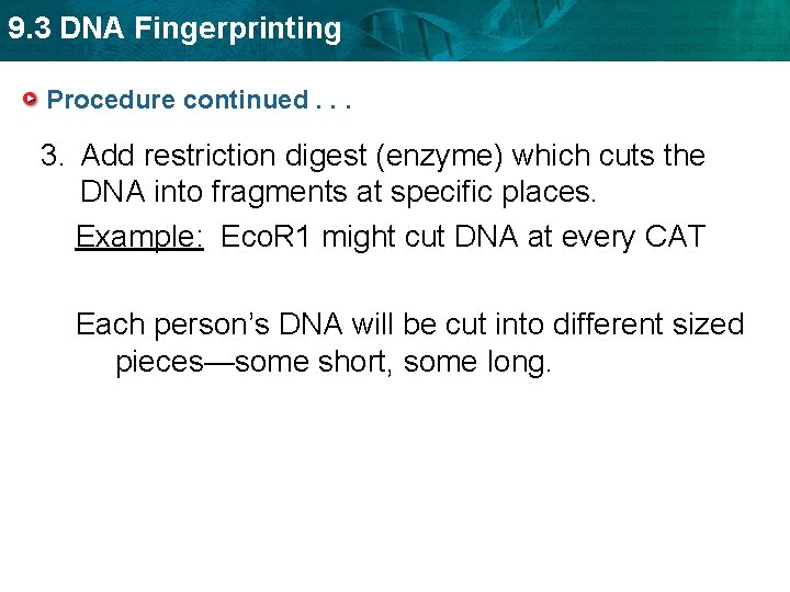 9. 3 DNA Fingerprinting Procedure continued. . . 3. Add restriction digest (enzyme) which