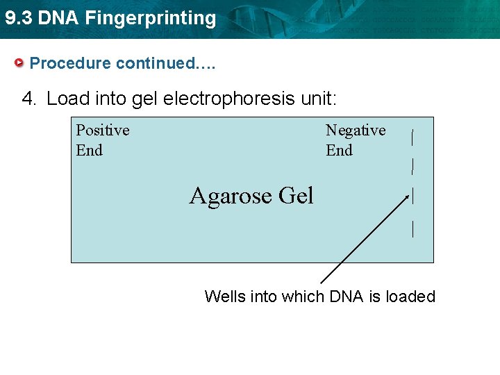 9. 3 DNA Fingerprinting Procedure continued…. 4. Load into gel electrophoresis unit: Positive End