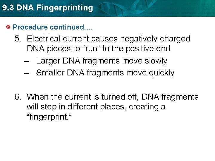 9. 3 DNA Fingerprinting Procedure continued…. 5. Electrical current causes negatively charged DNA pieces
