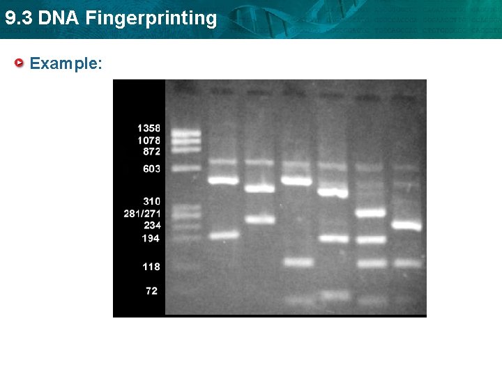 9. 3 DNA Fingerprinting Example: 