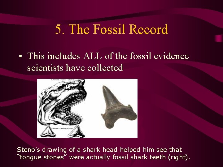 5. The Fossil Record • This includes ALL of the fossil evidence scientists have