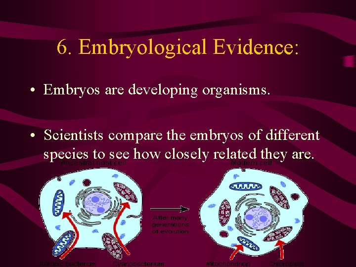 6. Embryological Evidence: • Embryos are developing organisms. • Scientists compare the embryos of