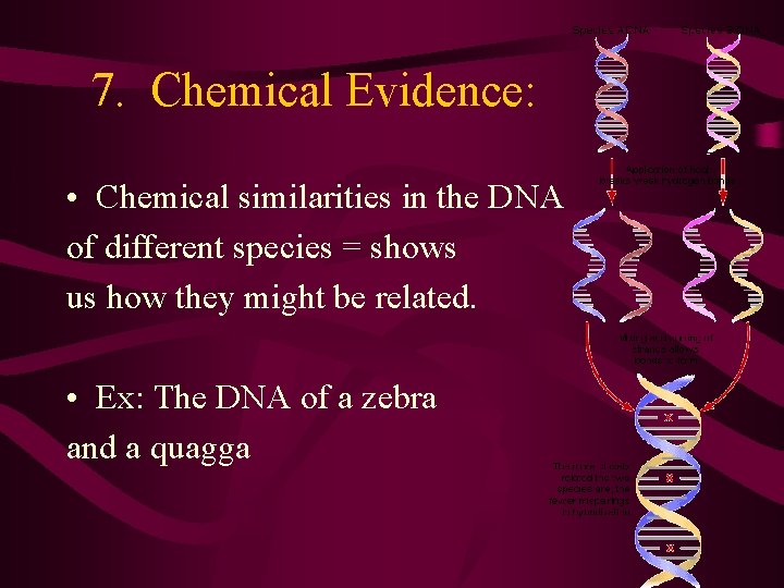 7. Chemical Evidence: • Chemical similarities in the DNA of different species = shows