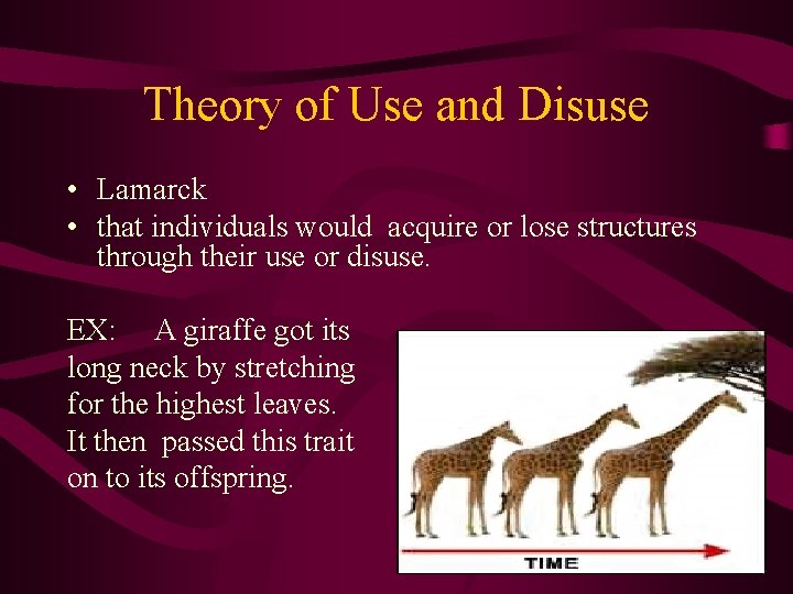  Theory of Use and Disuse • Lamarck • that individuals would acquire or