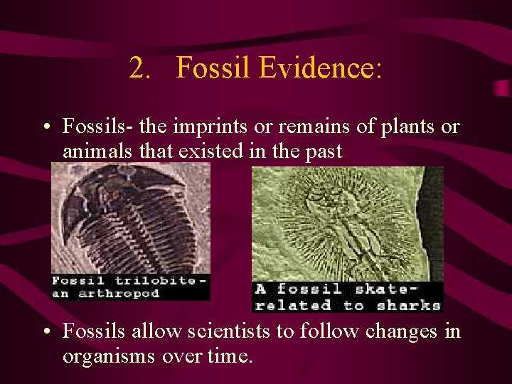 2. Fossil Evidence: • Fossils- the imprints or remains of plants or animals that