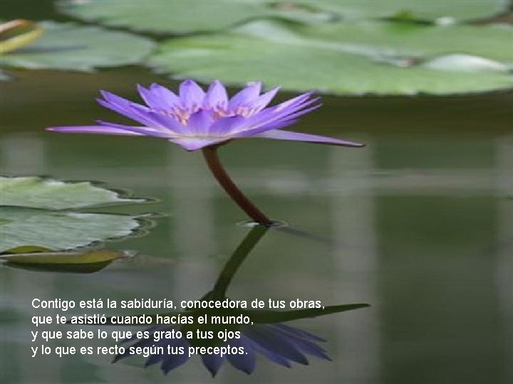 Contigo está la sabiduría, conocedora de tus obras, que te asistió cuando hacías el Contigo está la sabiduría, conocedora de tus obras, que te asistió cuando hacías el