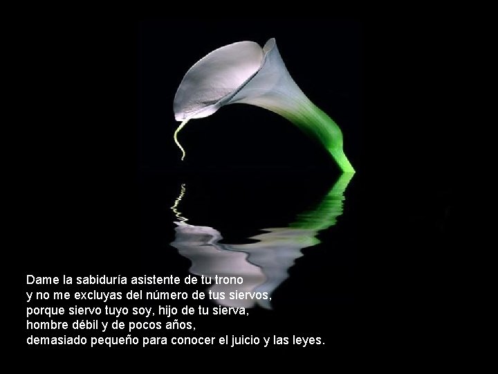 Dame la sabiduría asistente de tu trono y no me excluyas del número de Dame la sabiduría asistente de tu trono y no me excluyas del número de