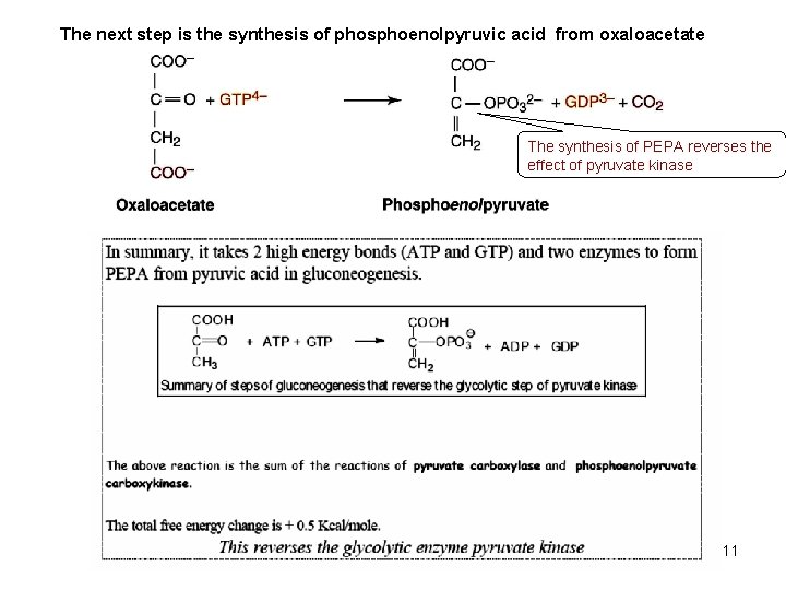 The next step is the synthesis of phosphoenolpyruvic acid from oxaloacetate The synthesis of