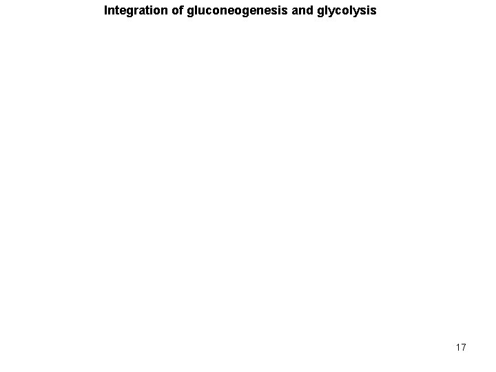 Integration of gluconeogenesis and glycolysis 17 