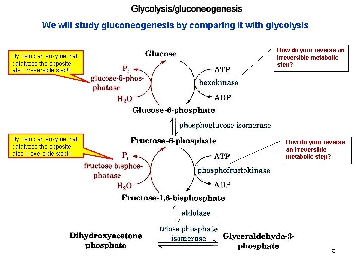 We will study gluconeogenesis by comparing it with glycolysis By using an enzyme that