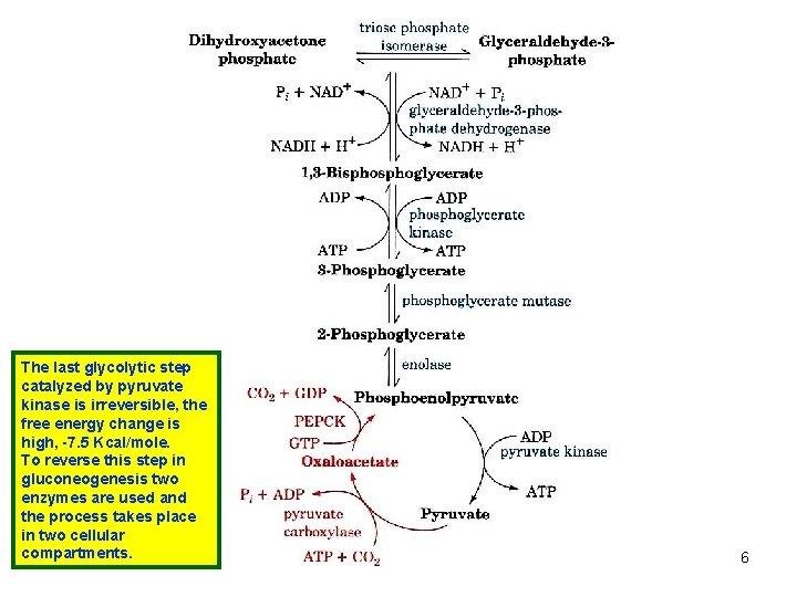 The last glycolytic step catalyzed by pyruvate kinase is irreversible, the free energy change