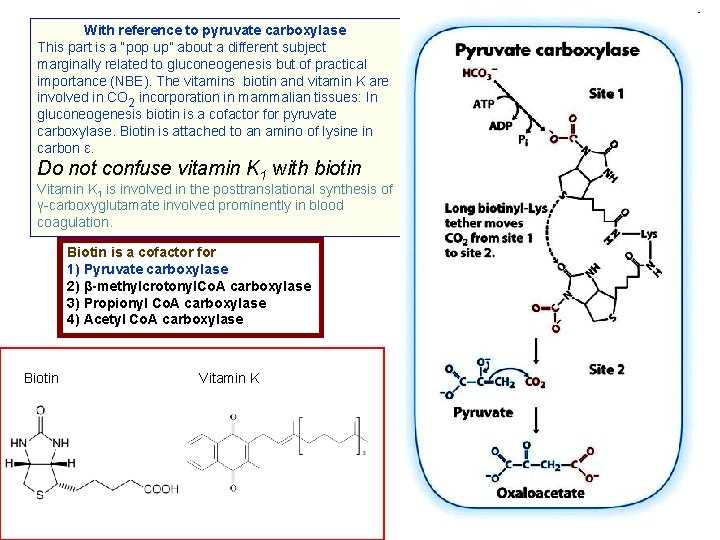 With reference to pyruvate carboxylase This part is a “pop up” about a different