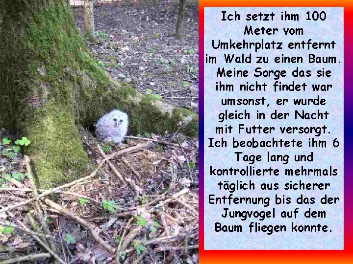 Ich setzt ihm 100 Meter vom Umkehrplatz entfernt im Wald zu einen Baum. Meine