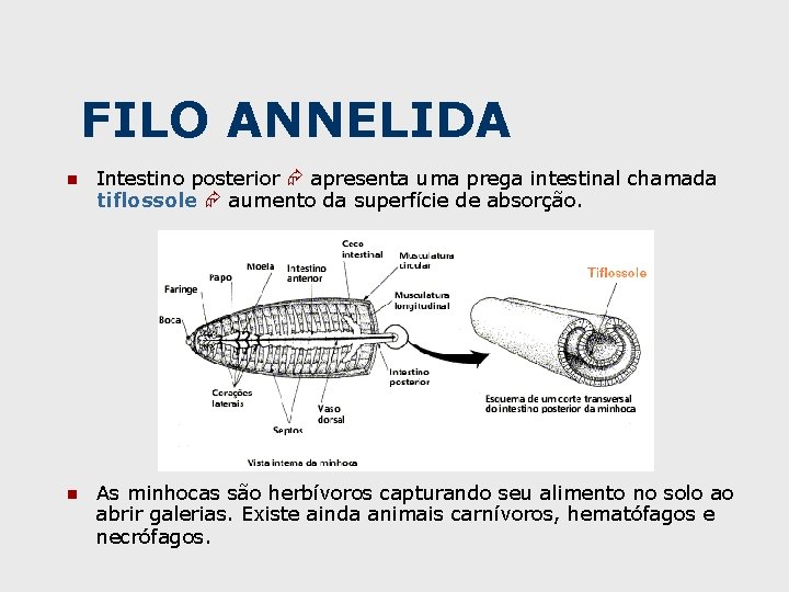 FILO ANNELIDA n Intestino posterior apresenta uma prega intestinal chamada tiflossole aumento da superfície